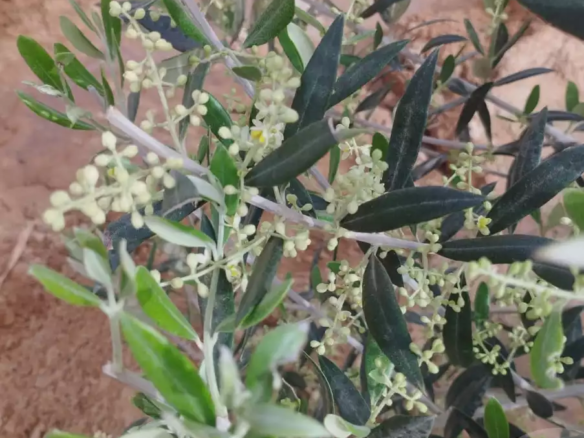 مزرعة كبيرة ٢١٠٠٠ متر للبيع من المالك في صدر الحتان، نخل