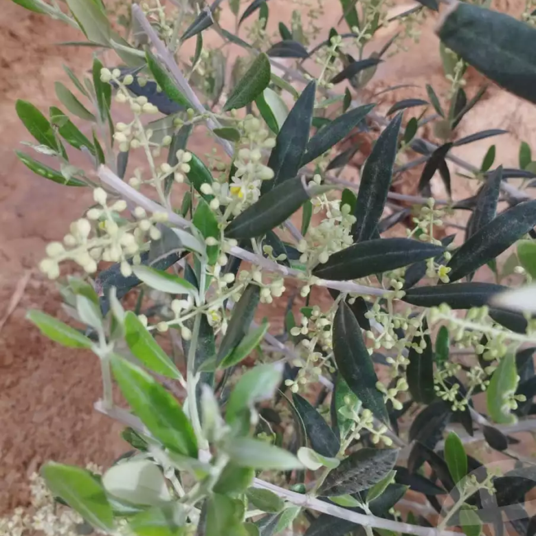 مزرعة كبيرة ٢١٠٠٠ متر للبيع من المالك في صدر الحتان، نخل