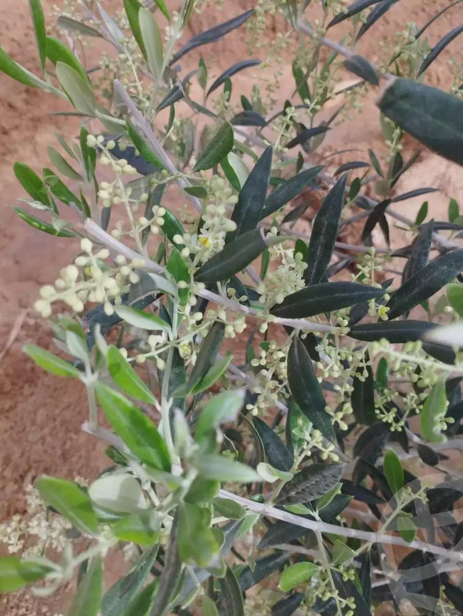 مزرعة كبيرة ٢١٠٠٠ متر للبيع من المالك في صدر الحتان، نخل