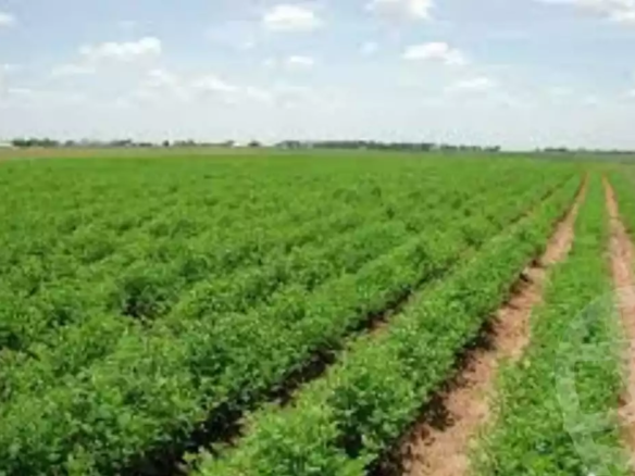 ارض زراعيه للبيع بالفرافره الوادي الجديد بسعر تجاري ومغري جدا